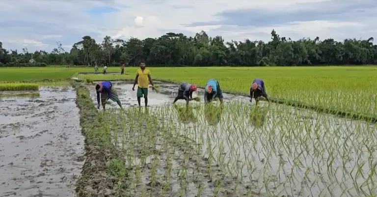 নেত্রকোণায় কৃষকদের আমন ধান চাষ